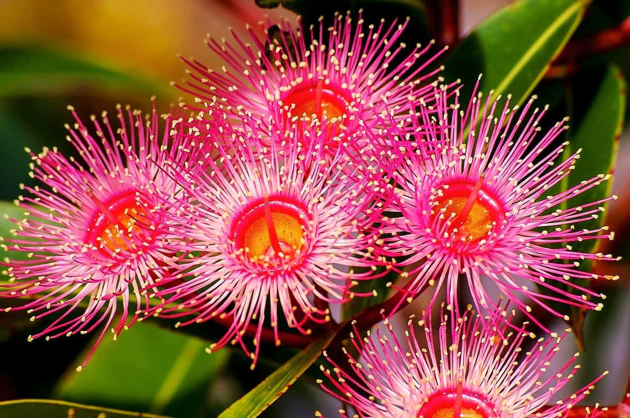 Australian native flowers