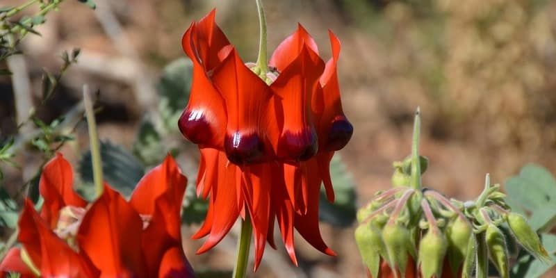 sturts-desert-pea