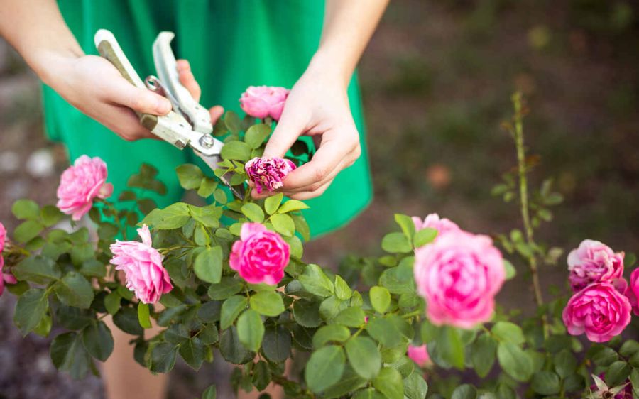 garden-maintenance-techniques-tips